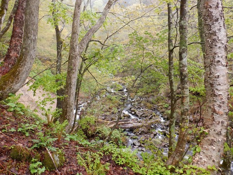 S0033005