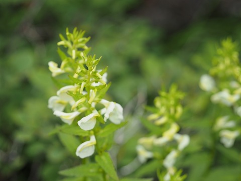 P7210083