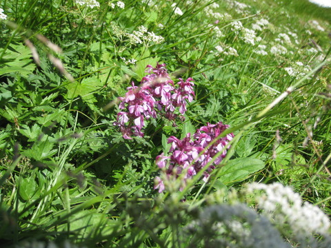 IMG_2700(1)