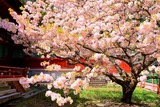 御所の桜