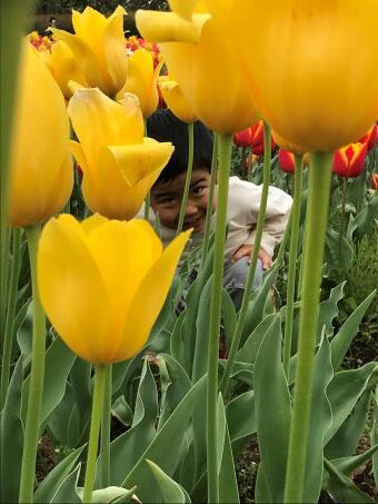 チューリップ畑 東京パソコンアカデミー