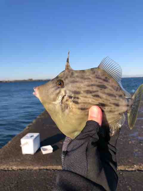 年10月31日 木更津沖堤防 コラムなブログ