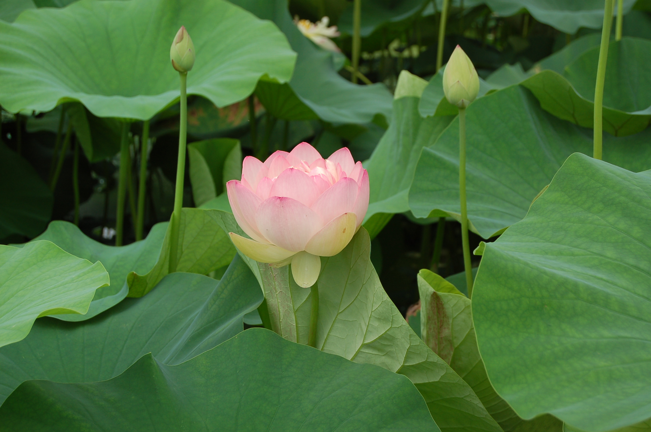 紅蓮の花 季楽