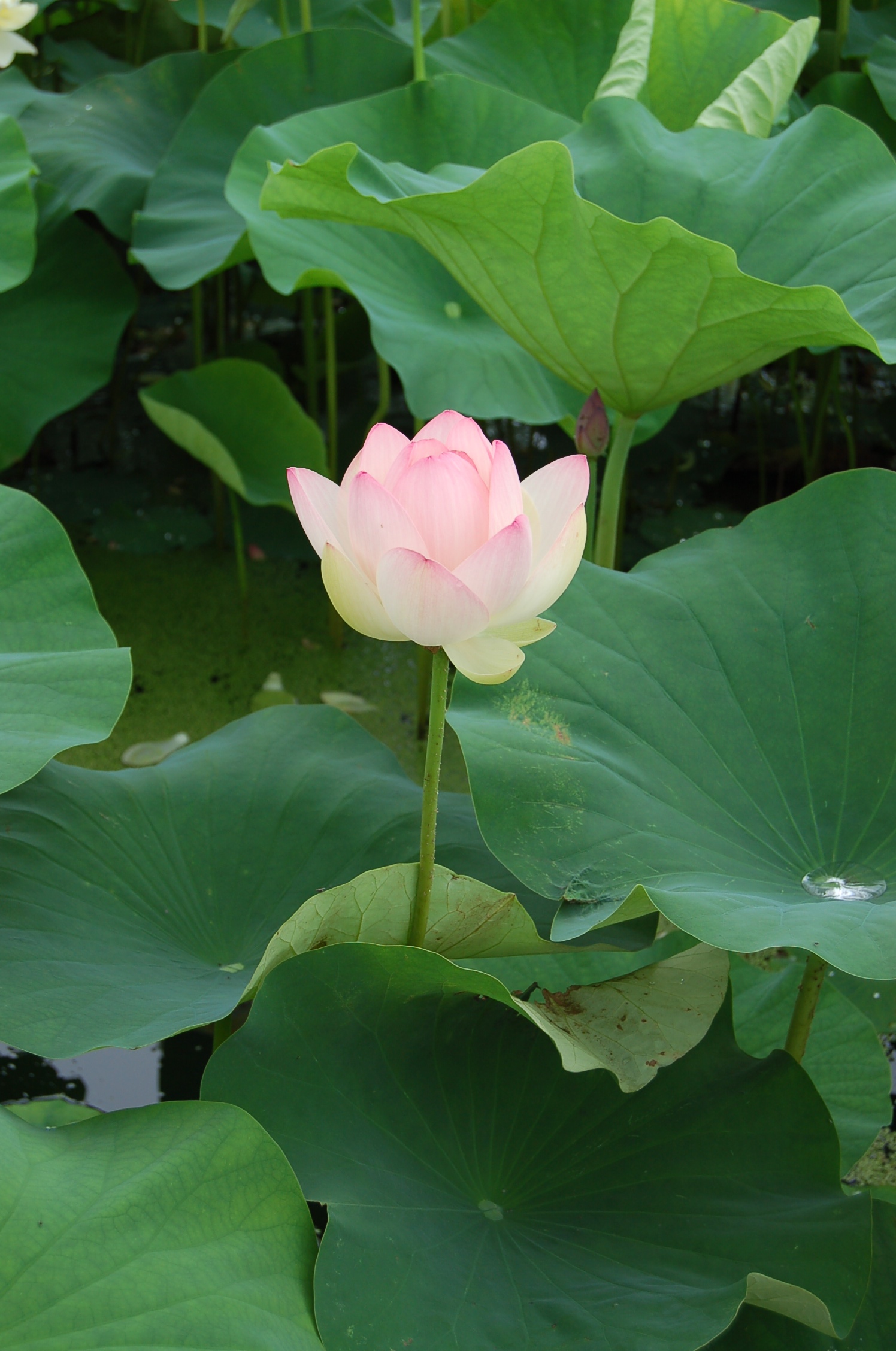 紅蓮の花 季楽