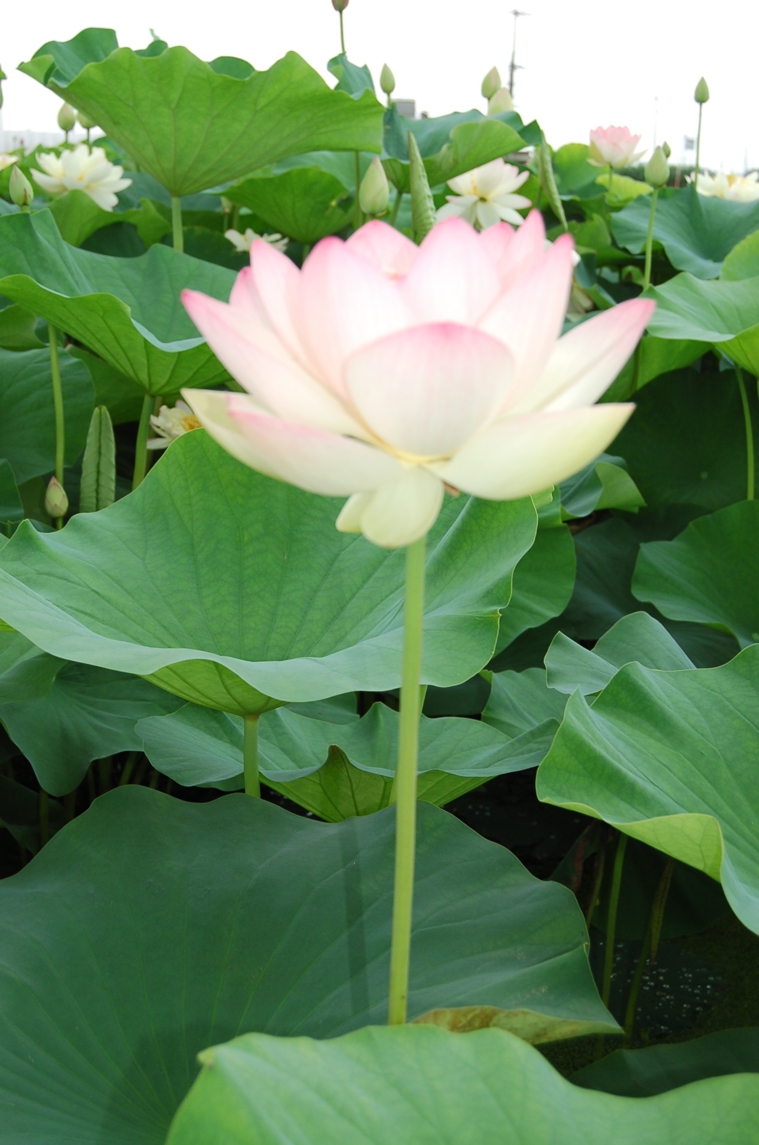 紅蓮の花 季楽