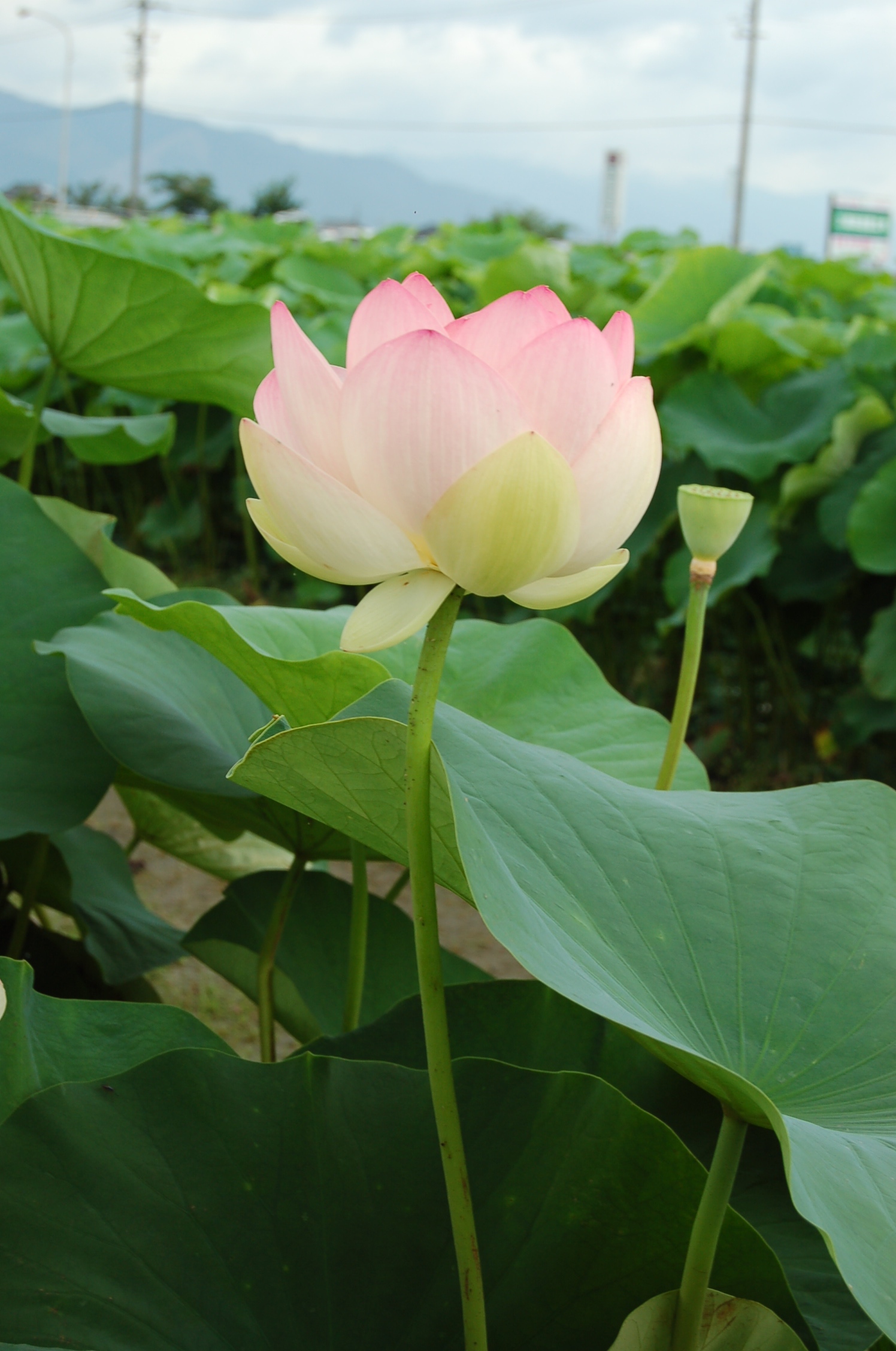 紅蓮の花 季楽