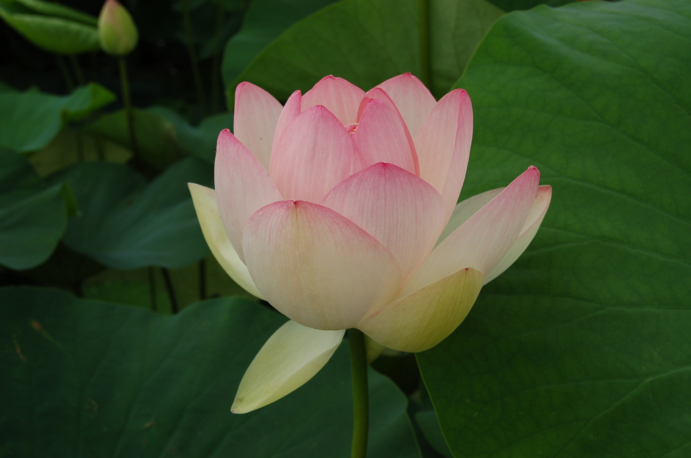 紅蓮の花 季楽