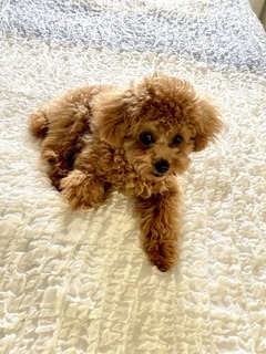 犬