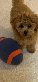 犬