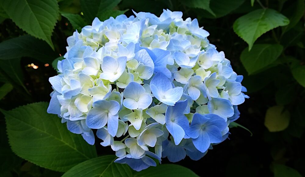 紫陽花園 Essa Blue