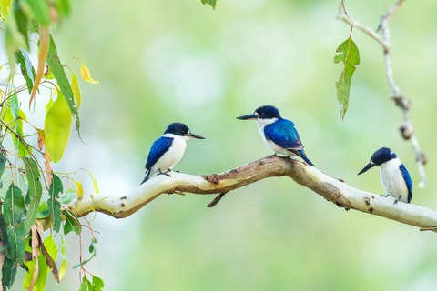 Forest_Kingfishers2