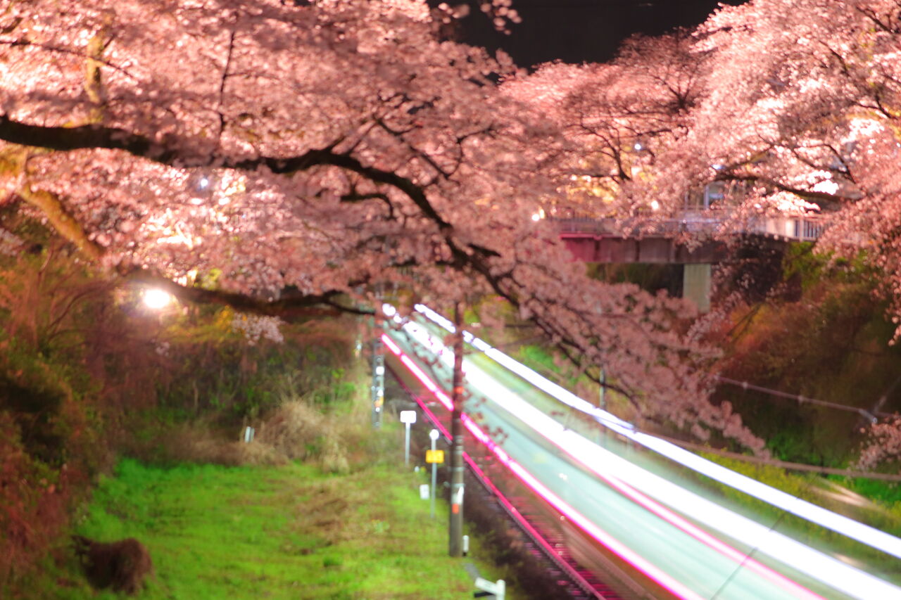 山北の桜並木で夜桜を撮影する 快特京王稲田堤の日々の日記