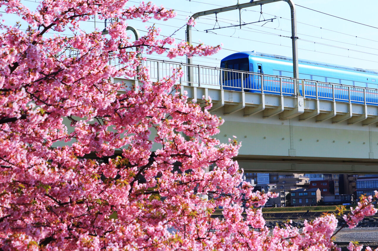多摩川に咲く満開の河津桜とロマンスカーを撮影する 快特京王稲田堤の日々の日記