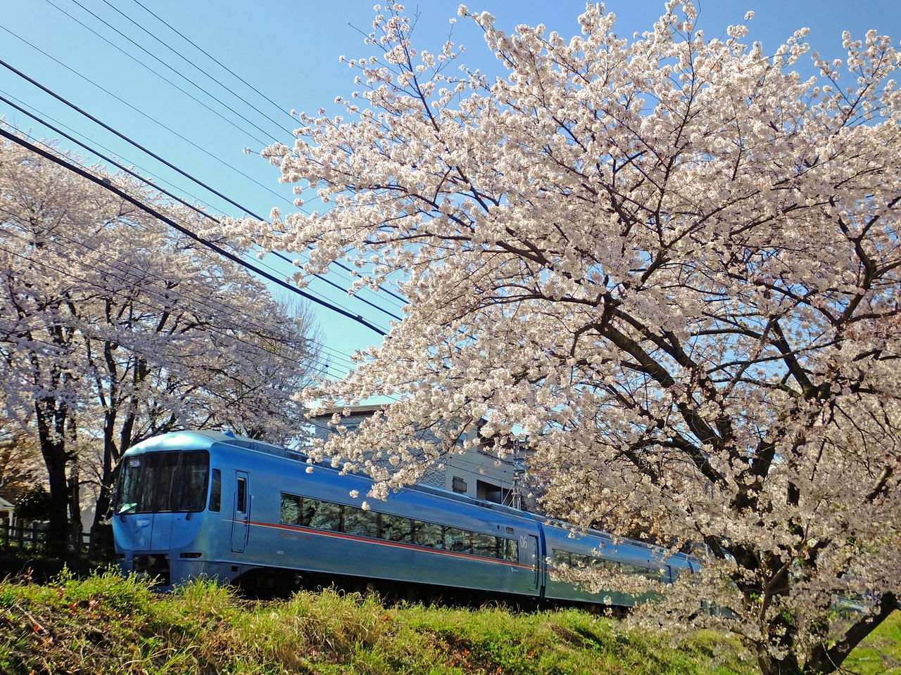 満開のソメイヨシノの桜とロマンスカーを撮影する。 : 快特京王稲田堤 