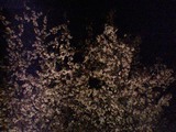 山桜