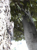 �Ĥ��Ĥ��ܤ���