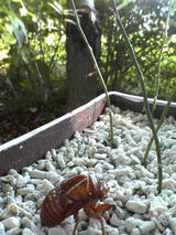 ���ߤ�ȴ����