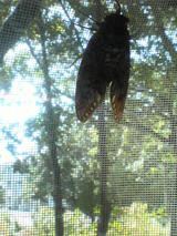 ���Х������