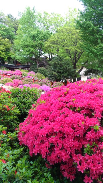 劣等感は命を奪う : レバレッジ特許翻訳講座【第11期】