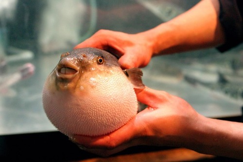 Fugu1
