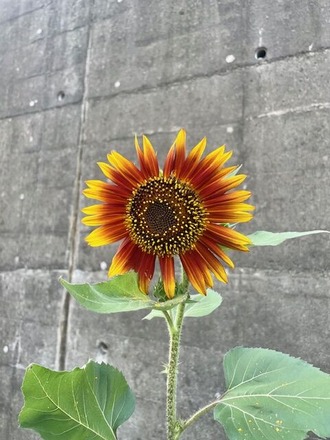 250731