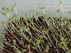 本日休魚 別館 金魚草 かすみ草発芽