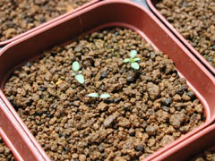 本日休魚 別館 バーベナ発芽