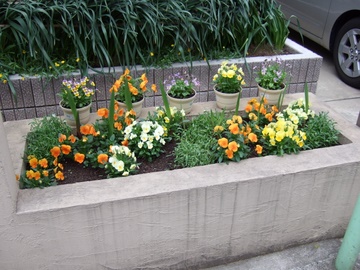 本日休魚 別館 花壇のパンジー ビオラ