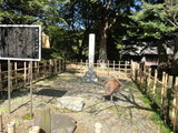 07532981.jpg