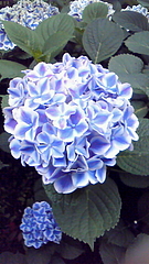 紫陽花 in としまえん