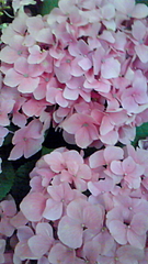 紫陽花 in としまえん