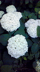 紫陽花 in としまえん