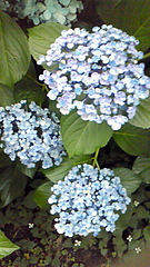 紫陽花 in としまえん