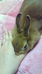 うさぎのマイブーム