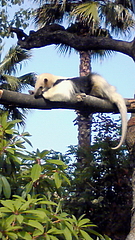 上野動物園と根津神社