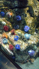 葛西臨海水族館