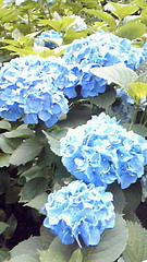 紫陽花 in としまえん
