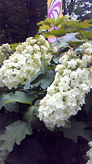 紫陽花 in としまえん