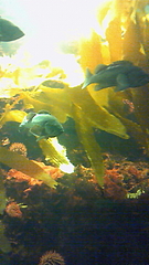 葛西臨海水族館