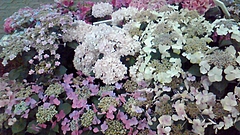 紫陽花 in としまえん