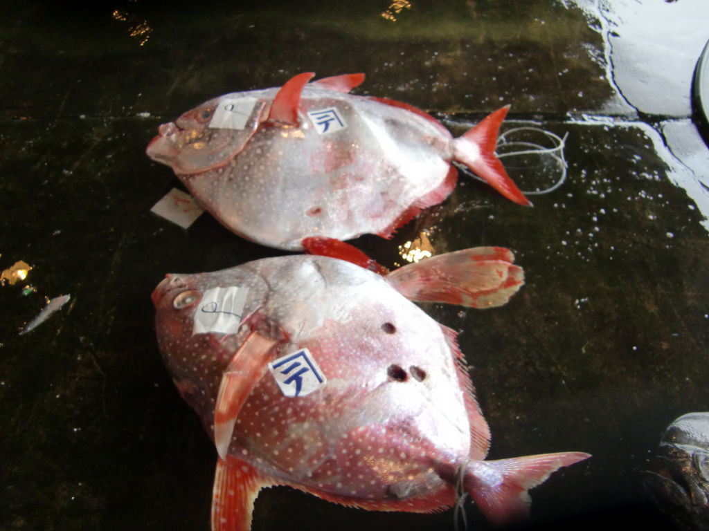 和歌山新宮産 赤マンボウ Pappaのお魚ブログ 和歌山新宮産 赤マンボウ Pappaのお魚ブログ