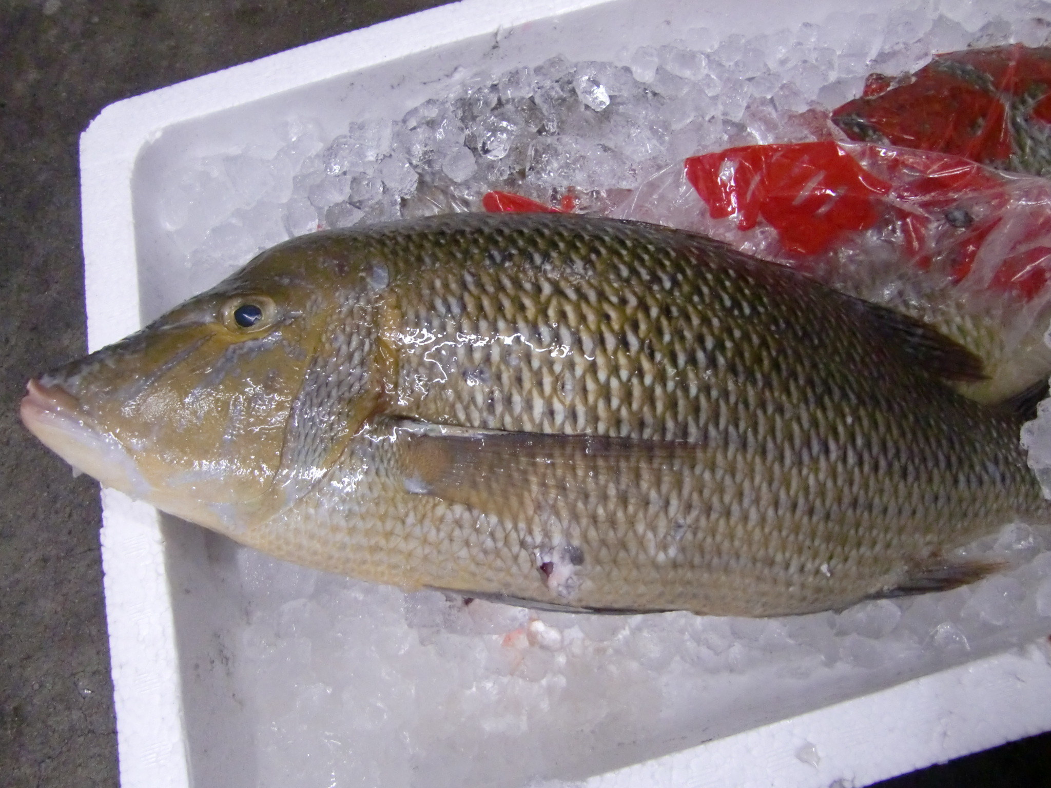 初めてのお魚 鮫鰈 くちみ Pappaのお魚ブログ