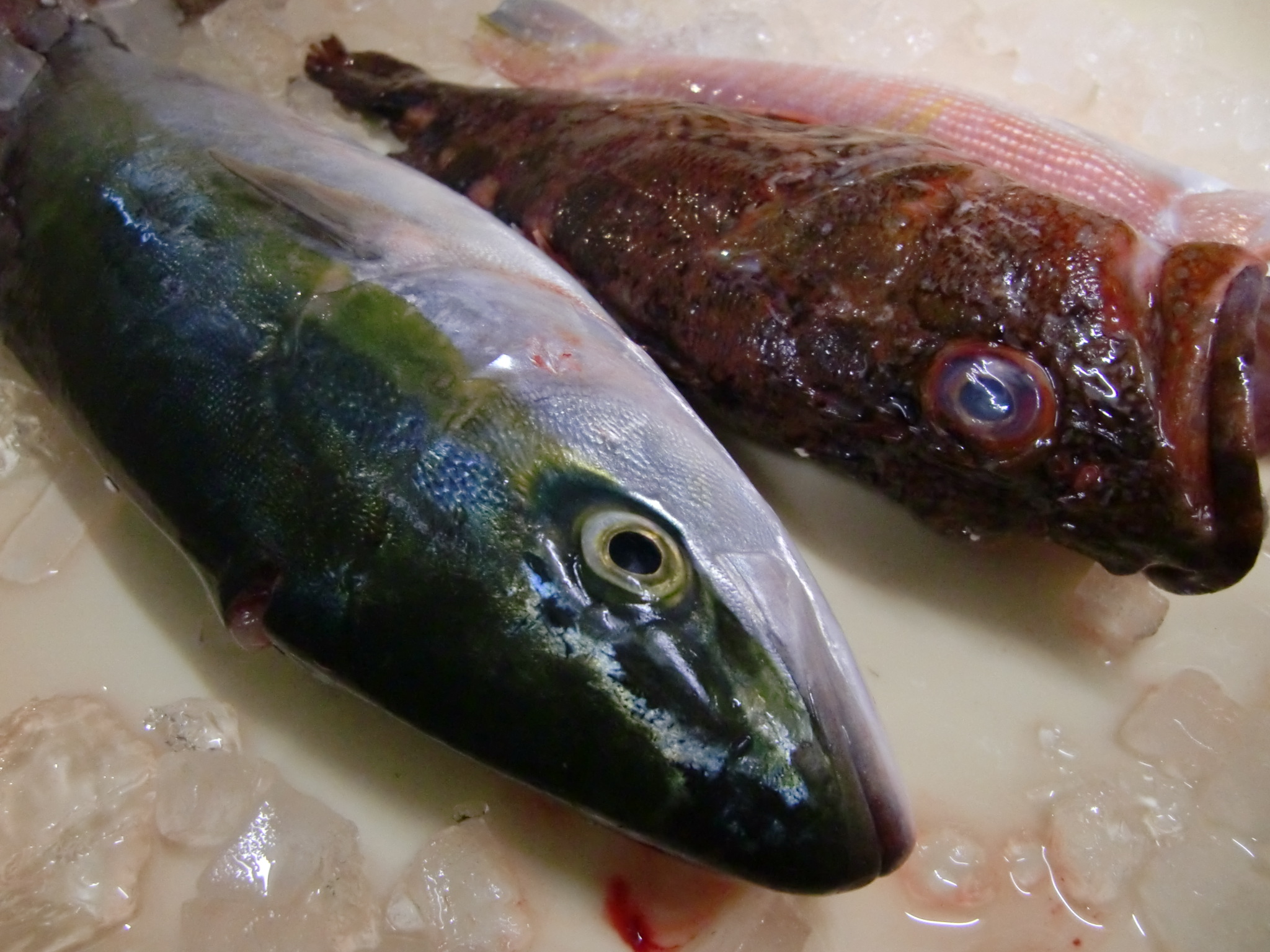青森産よこわ お魚色々 Pappaのお魚ブログ