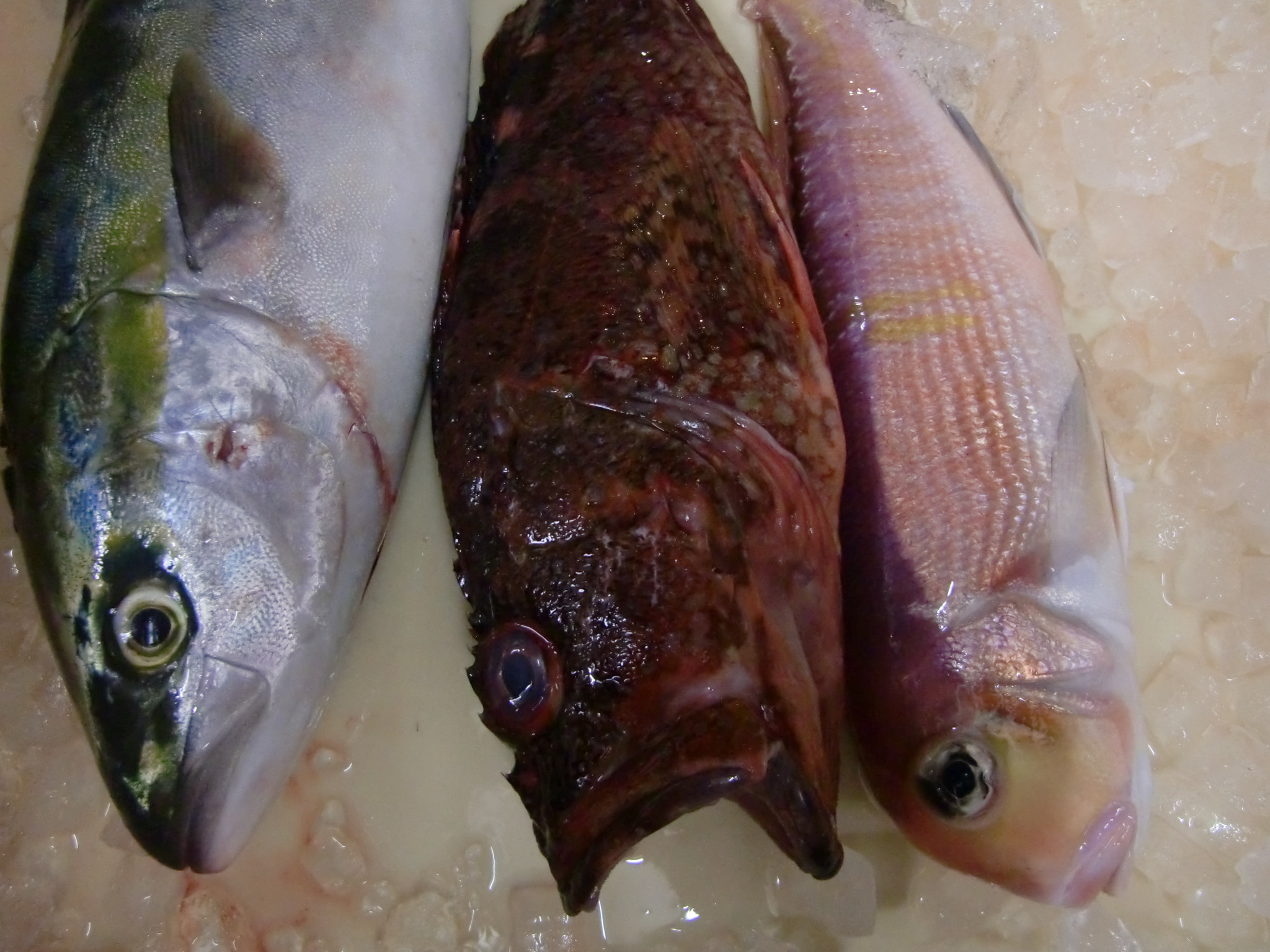 青森産よこわ お魚色々 Pappaのお魚ブログ