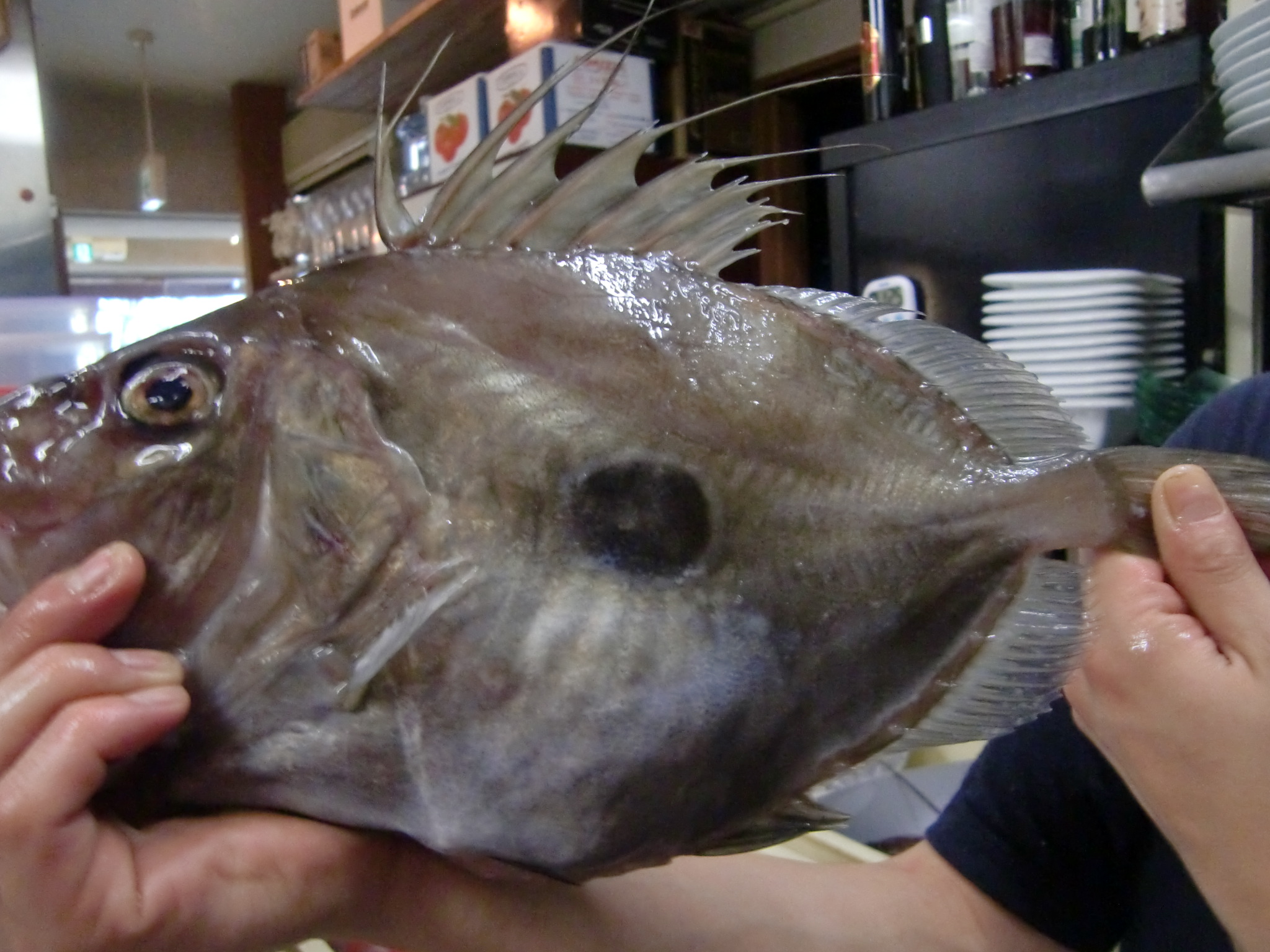 長崎産まとうだい Pappaのお魚ブログ