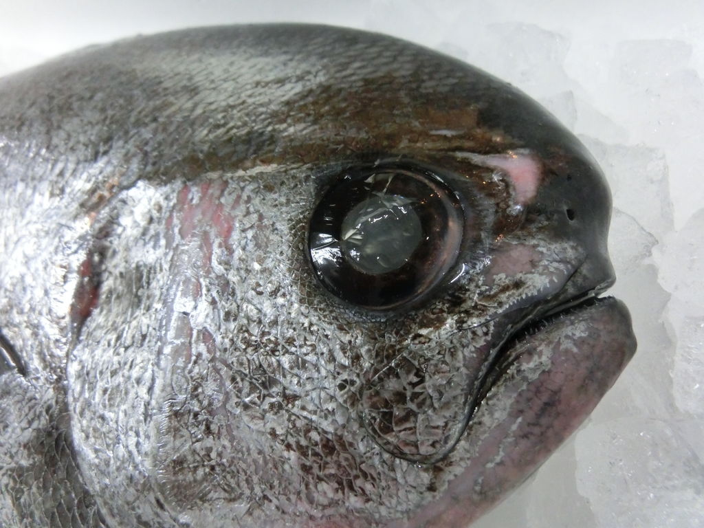 初めてのお魚エチオピア ケンケン鰹と大好きな貝のマテ貝 Pappaのお魚ブログ 初めてのお魚エチオピア ケンケン鰹と大好きな貝のマテ貝 Pappaのお魚ブログ