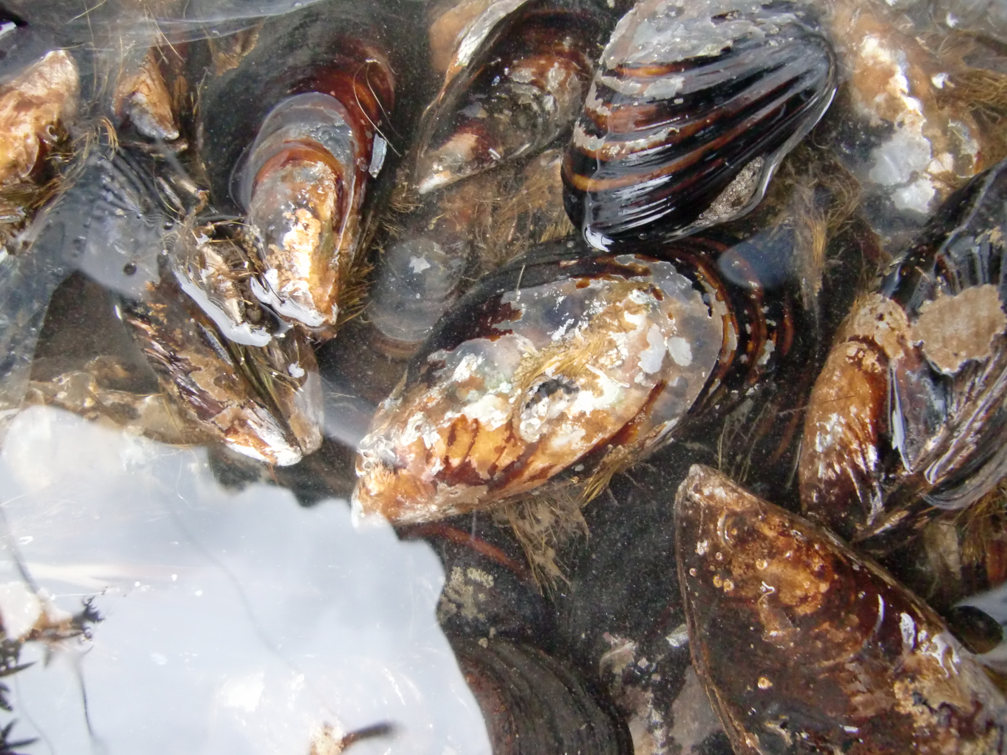 香川県産 瀬戸貝 Pappaのお魚ブログ 香川県産 瀬戸貝 Pappaのお魚ブログ