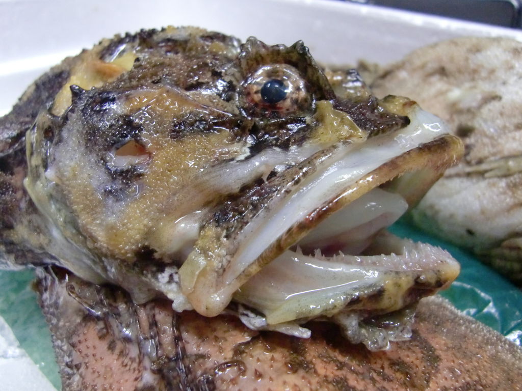 Pappa初 岩手県産カジカ Pappaのお魚ブログ