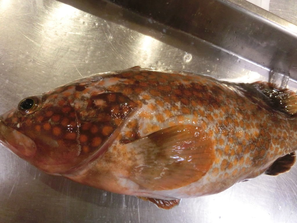 夏のお魚 愛媛産あこう 北海道産石鰈 Pappaのお魚ブログ