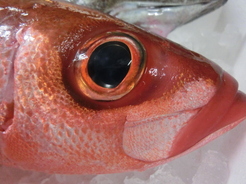 和歌山新宮産チビキとクロムツ 四国のお魚 Pappaのお魚ブログ 和歌山新宮産チビキとクロムツ 四国のお魚 Pappaのお魚ブログ
